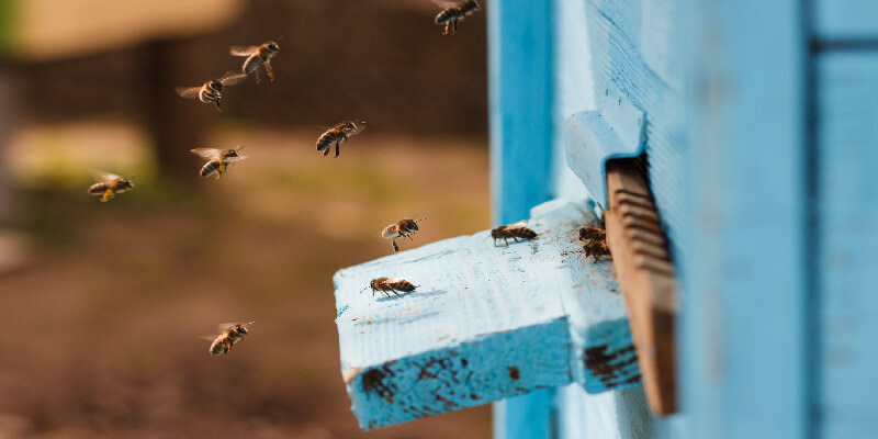 How Artificial Intelligence, Internet Of Things And Big Data Can Rescue The Bees