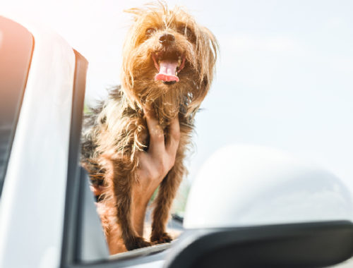 9 Tips To Take Care While Traveling With Your Pets