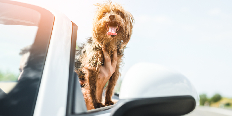9 Tips To Take Care While Traveling With Your Pets