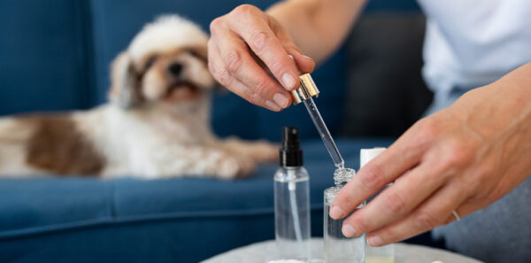Peppermint Oil's Potential in Relieving Chronic Pain and Allergies in Dogs